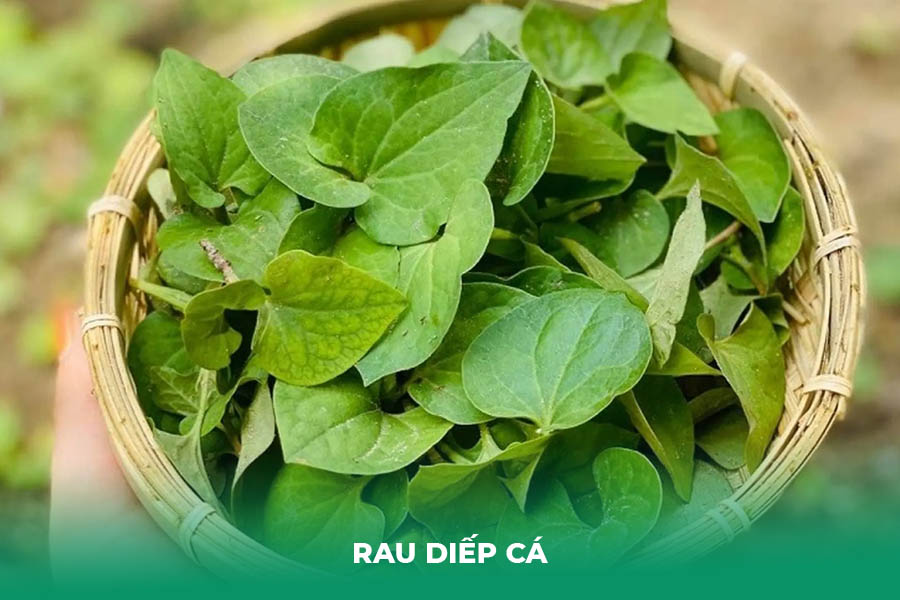 Rau Diếp Cá
