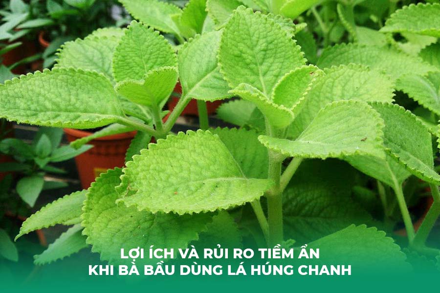 Lợi Ích và Rủi Ro Tiềm Ẩn Khi Bà Bầu Dùng Lá Húng Chanh