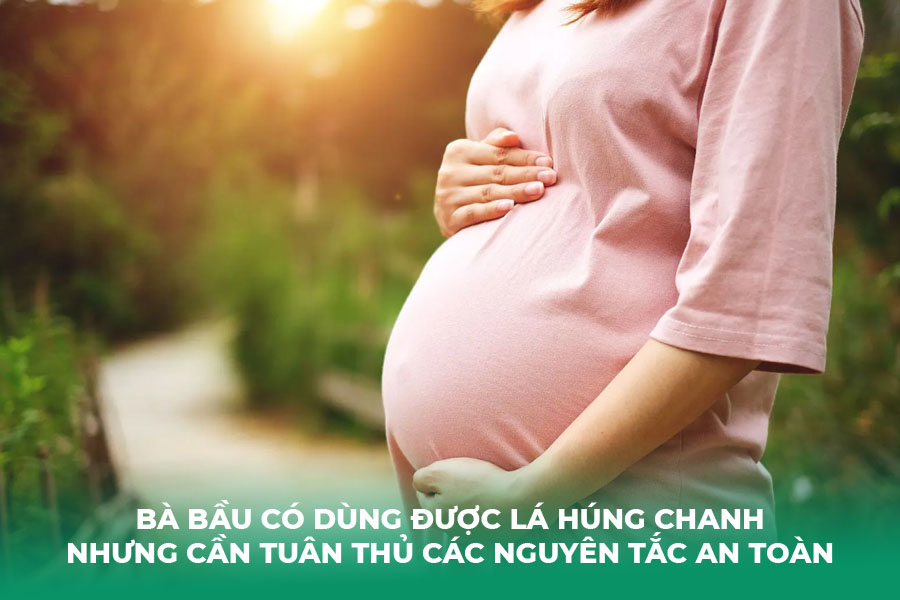 bà bầu có dùng được lá húng chanh nhưng cần tuân thủ nghiêm ngặt các nguyên tắc an toàn