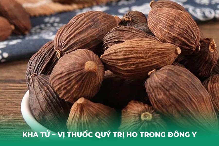 Kha Tử – Vị Thuốc Quý trị ho Trong Đông Y