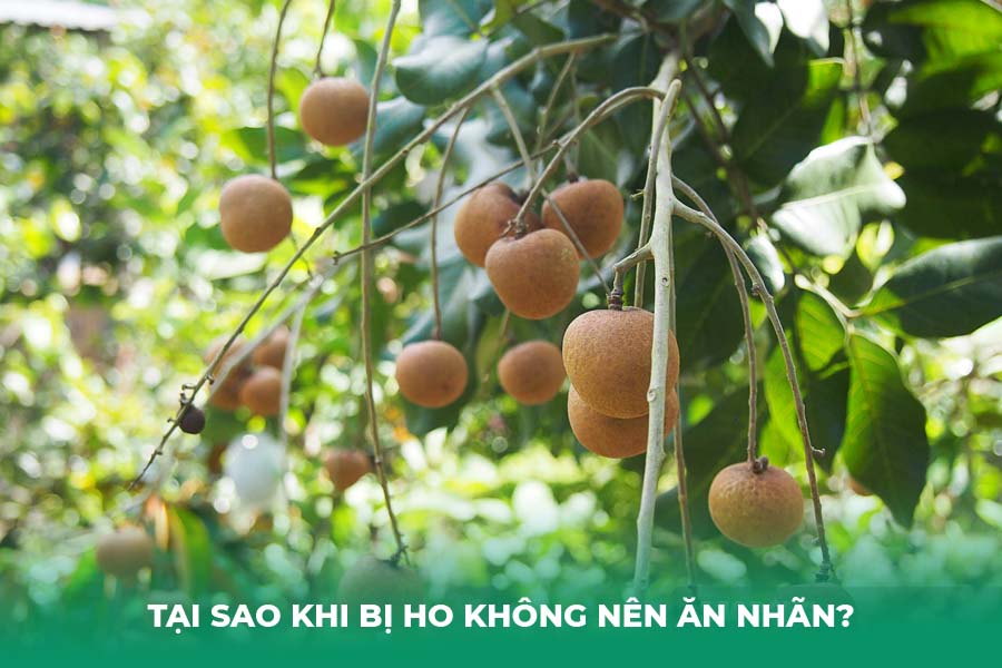 Tại Sao Khi Bị Ho Không Nên Ăn Nhãn?