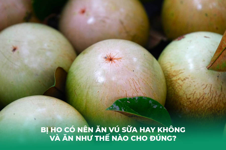 Bị Ho Có Nên Ăn Vú Sữa Hay Không và Ăn Như Thế Nào Cho Đúng?