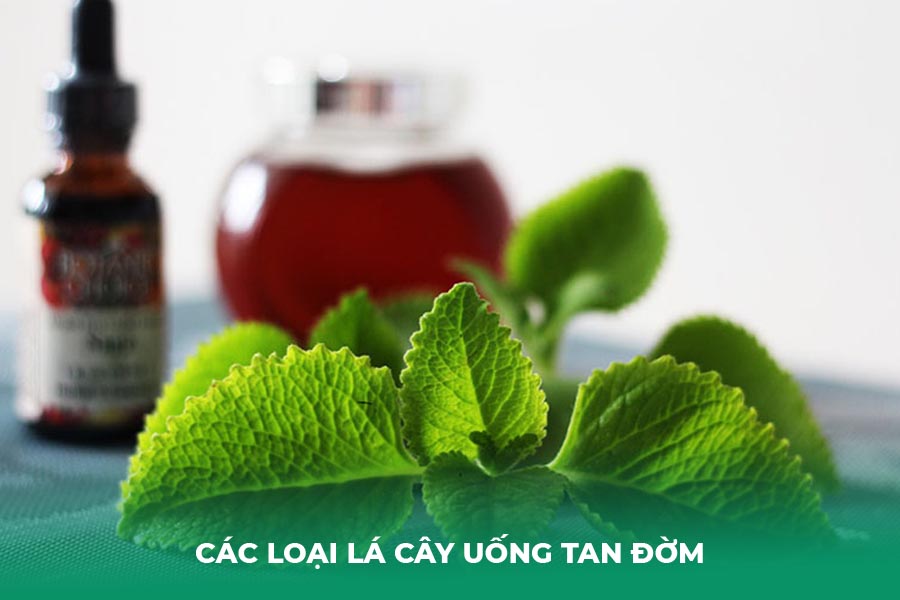 các loại lá cây uống tan đờm