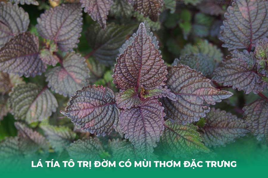 Lá tía tô trị đờm có mùi thơm đặc trưng