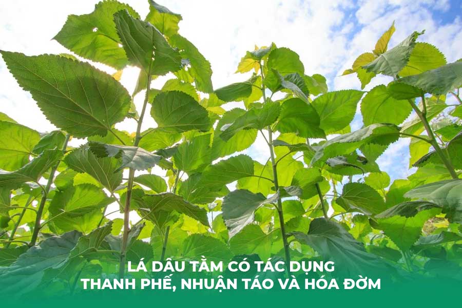 Lá dâu tằm có tác dụng thanh phế, nhuận táo và hóa đờm