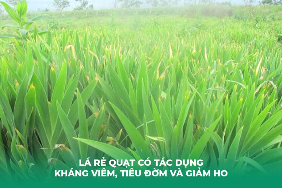 Lá rẻ quạt có tác dụng kháng viêm, tiêu đờm và giảm ho