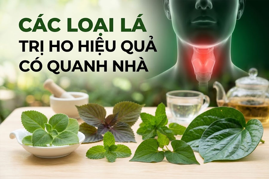 Các Loại Lá Trị Ho Hiệu Quả Có Quanh Nhà Và Lưu Ý Quan Trọng