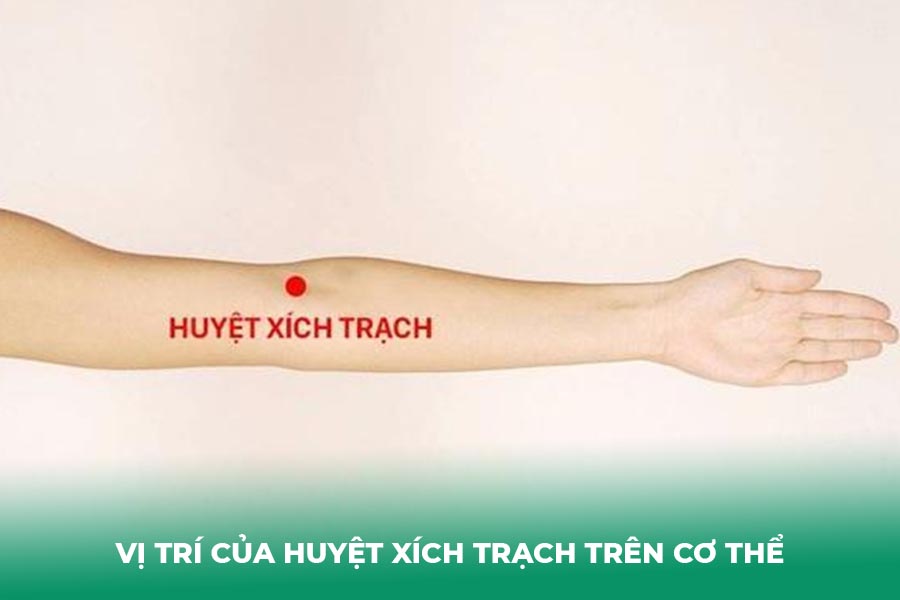 Vị trí của huyệt xích trạch trên cơ thể