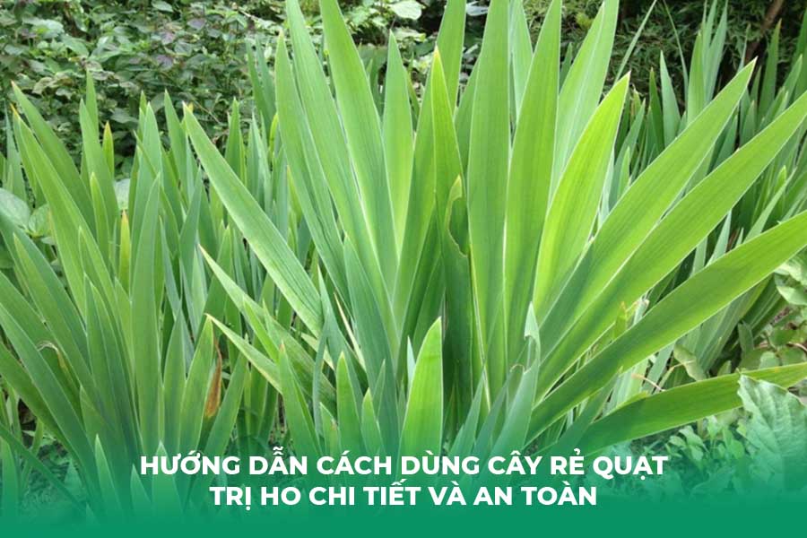 Hướng Dẫn Cách Dùng Cây Rẻ Quạt Trị Ho Chi Tiết Và An Toàn