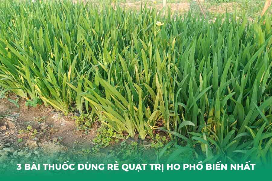 3 Bài thuốc dùng rẻ quạt trị ho phổ biến nhất