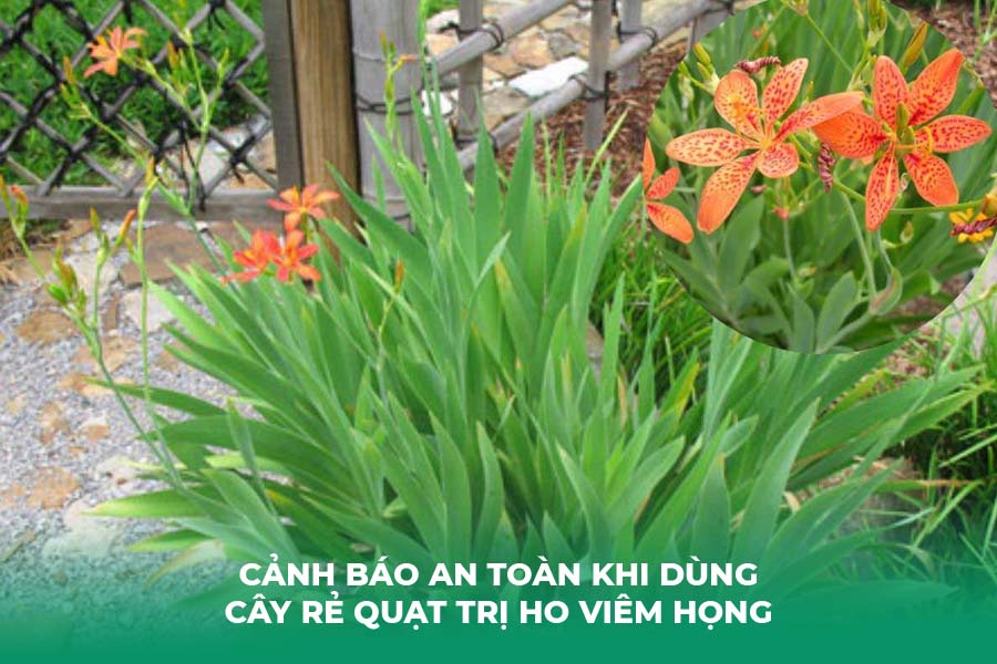 Cảnh báo an toàn khi dùng cây rẻ quạt trị ho viêm họng