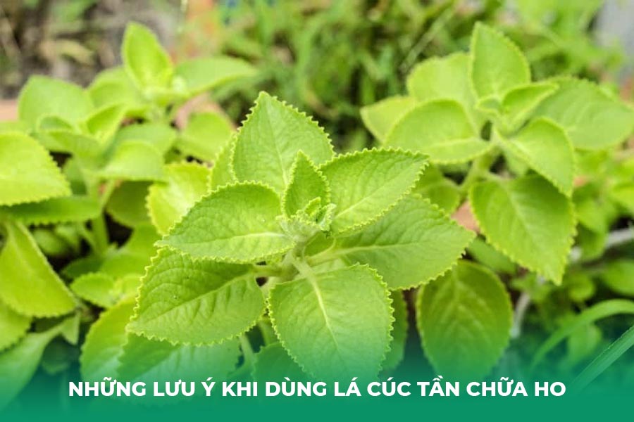 Những lưu ý quan trọng khi dùng lá cúc tần chữa ho