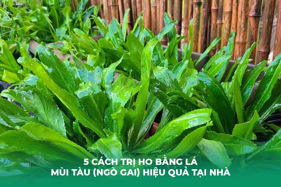 5 Cách Trị Ho Bằng Lá Mùi Tàu (Ngò Gai) Hiệu Quả Tại Nhà