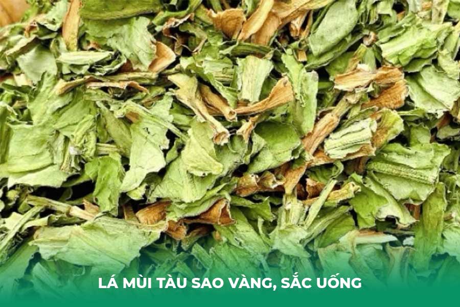 Lá Mùi Tàu Sao Vàng, Sắc Uống