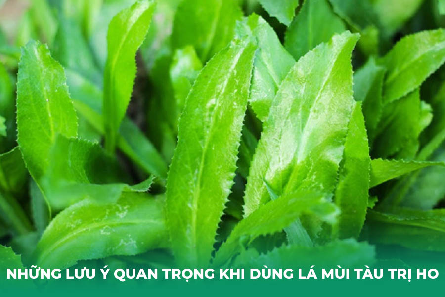 Những Lưu Ý Quan Trọng Khi Dùng Lá Mùi Tàu Trị Ho