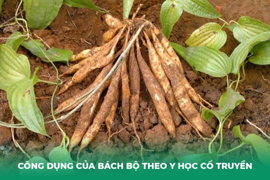 Công dụng của bách bộ theo Y học cổ truyền
