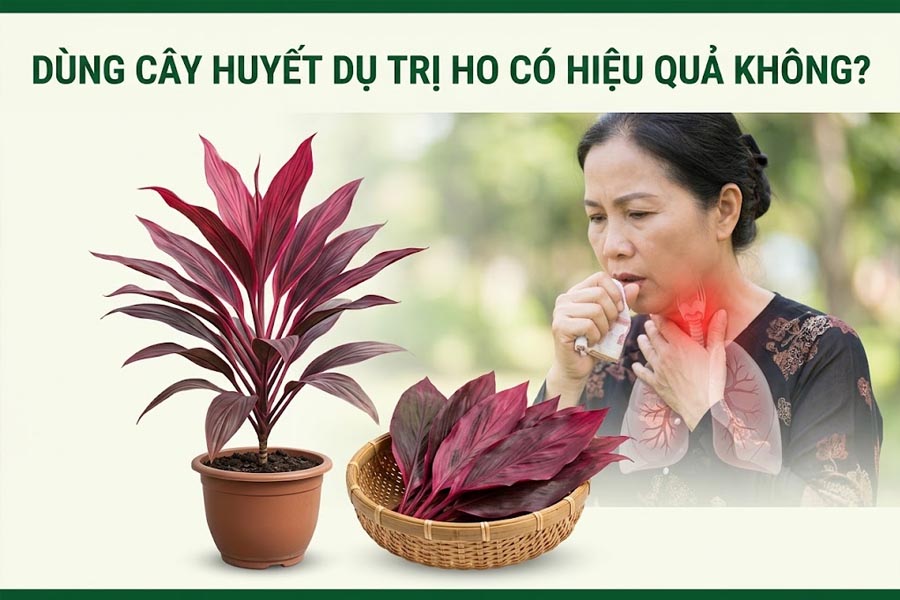 Giải mã: Dùng cây huyết dụ trị ho có hiệu quả không?