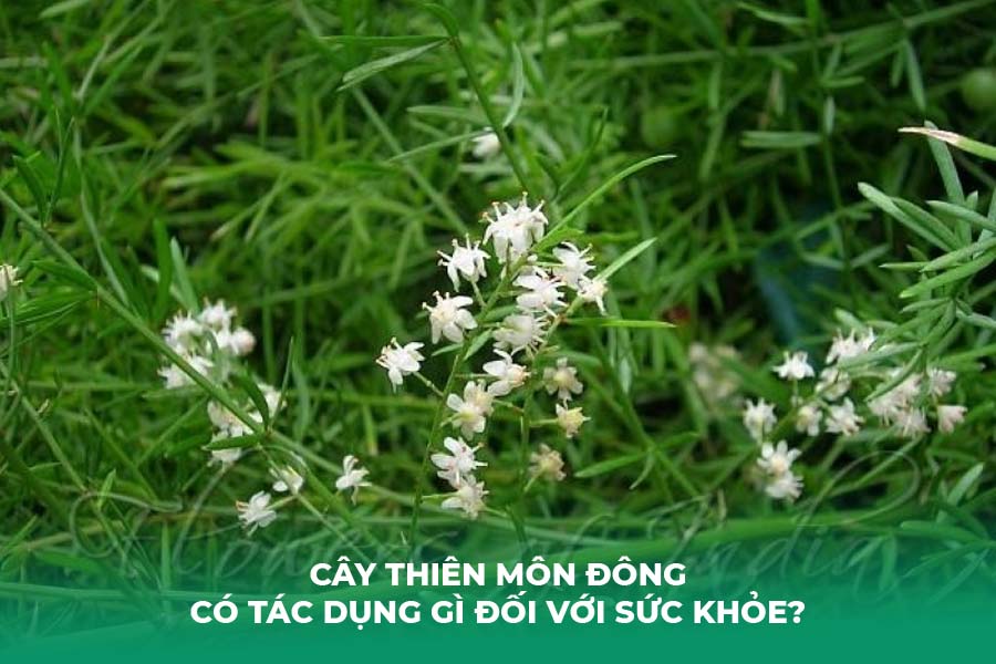 Cây thiên môn đông có tác dụng gì đối với sức khỏe?