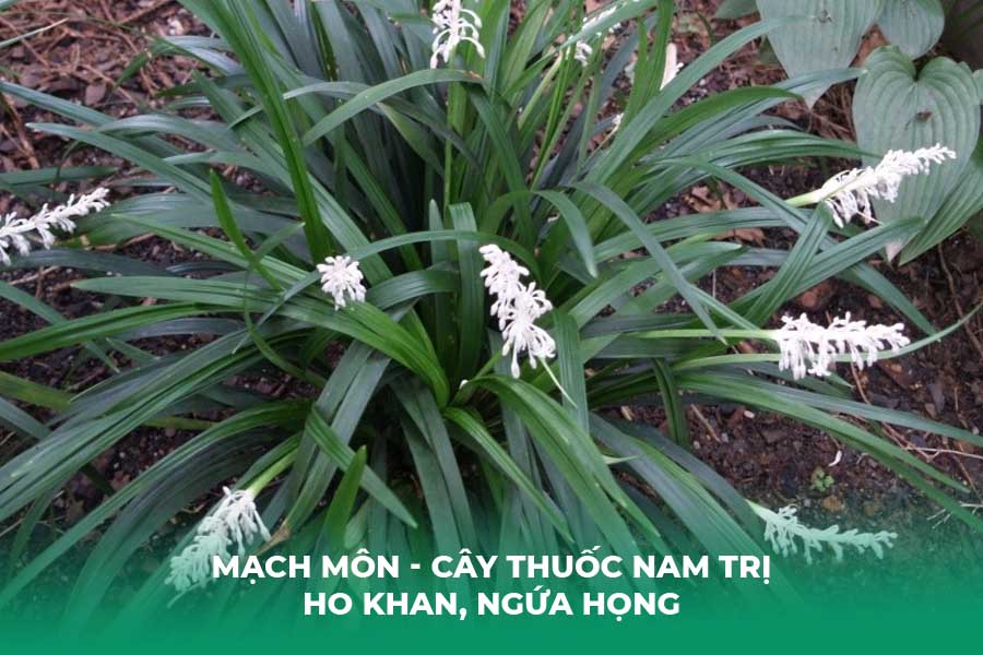 cây mạch môn