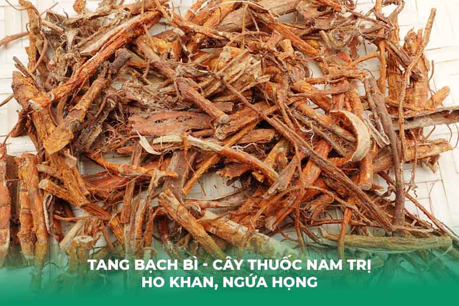 Tang Bạch Bì (Vỏ Rễ Cây Dâu Tằm)