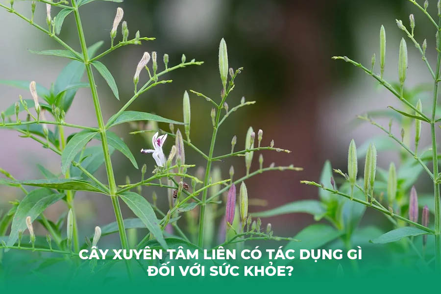Cây Xuyên Tâm Liên Có Tác Dụng Gì Đối Với Sức Khỏe?
