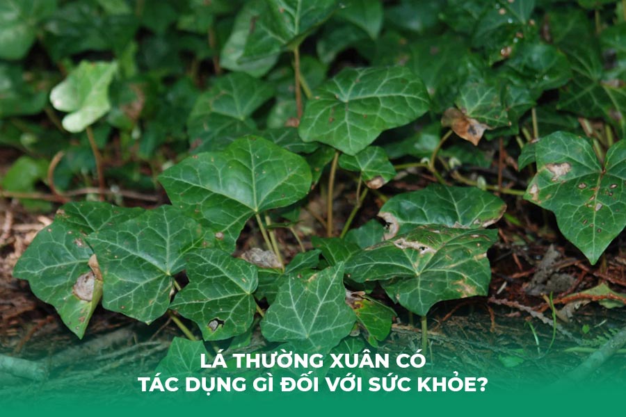 Lá thường xuân có tác dụng gì đối với sức khỏe?