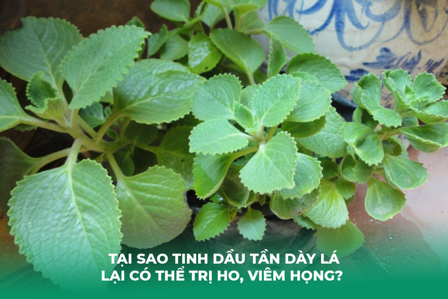 Tại Sao Tinh Dầu Tần Dày Lá Lại Có Thể Trị Ho, Viêm Họng? 