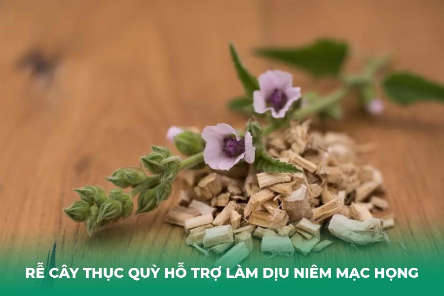 Rễ cây thục quỳ hỗ trợ làm dịu niêm mạc họng