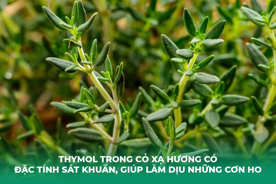 Thymol trong cỏ xạ hương có đặc tính sát khuẩn, giúp làm dịu những cơn ho