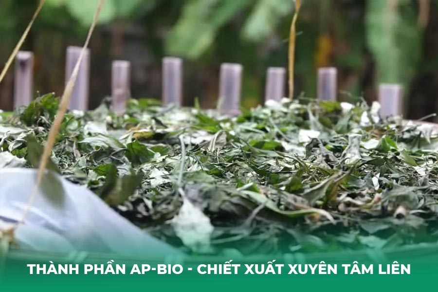 thành phần AP-Bio - chiết xuất Xuyên Tâm Liên