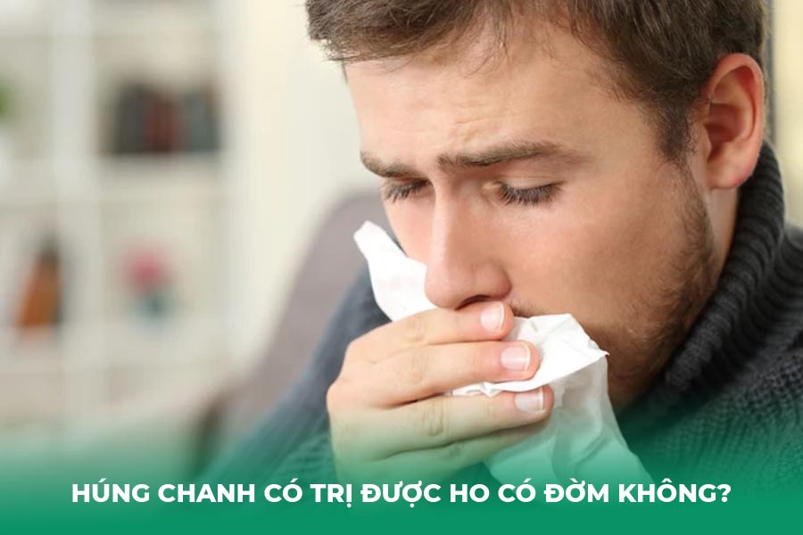 Húng chanh có trị được ho có đờm không?