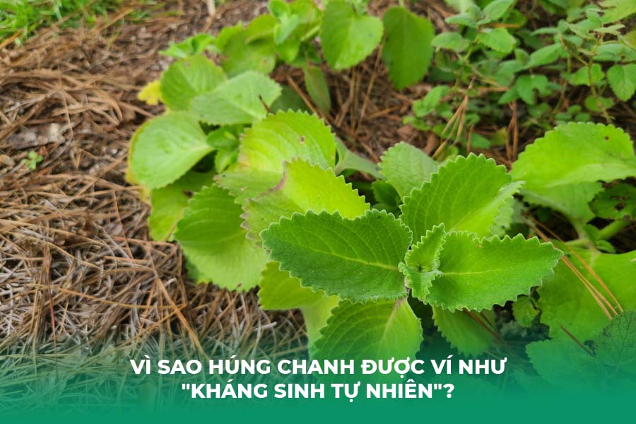 Vì sao húng chanh được ví như