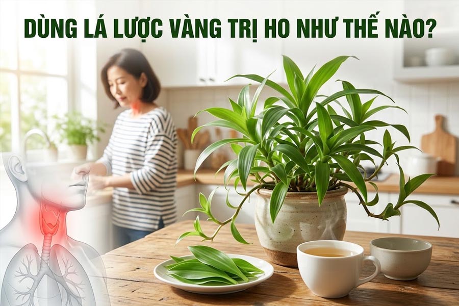 Dùng lá lược vàng trị ho như thế nào?