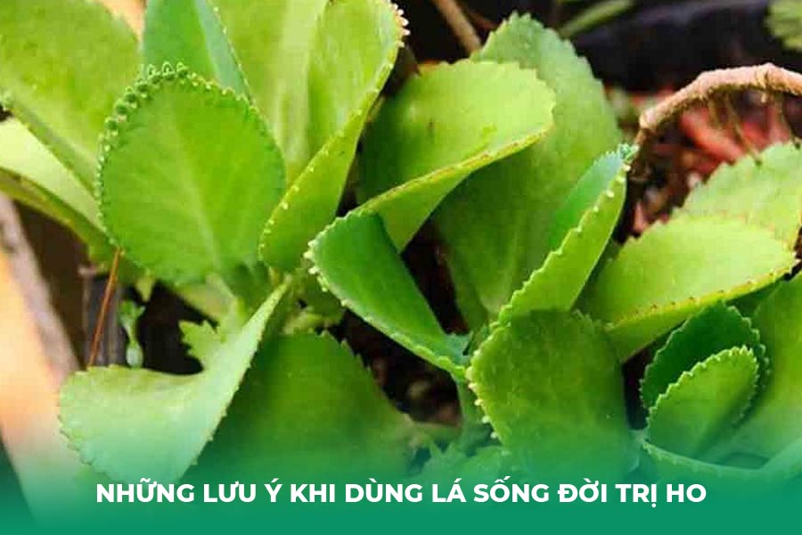Những Lưu Ý Cực Kỳ Quan Trọng Khi Dùng Lá Sống Đời Trị Ho