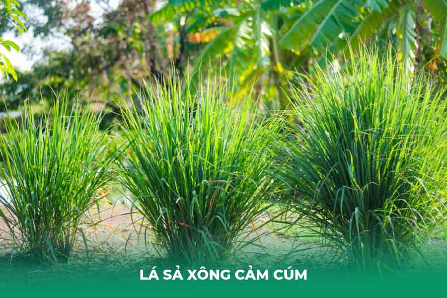 Lá sả xông cảm cúm