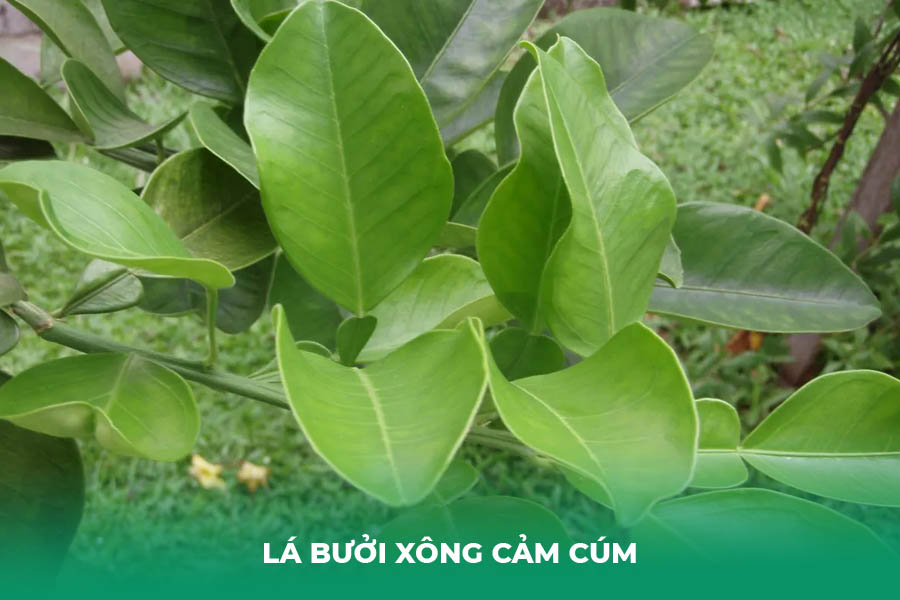 lá bưởi xông cảm cúm