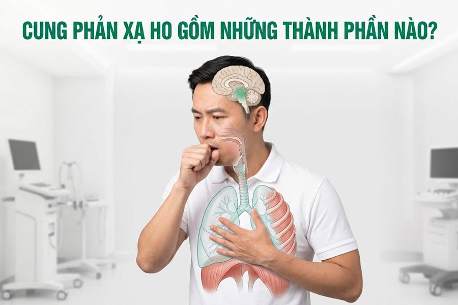 Cung phản xạ ho gồm những thành phần nào?