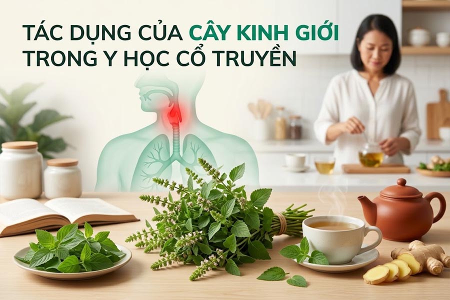 Tác Dụng Của Cây Kinh Giới Trong Y Học Cổ Truyền