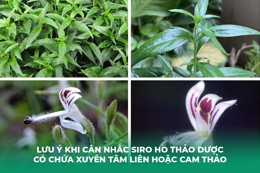 Lưu ý khi cân nhắc Siro ho thảo dược có chứa Xuyên tâm liên hoặc Cam thảo
