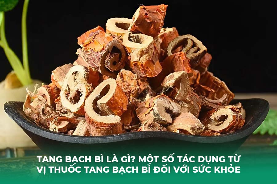 Tang bạch bì là gì? Một số tác dụng từ vị thuốc tang bạch bì đối với sức khỏe