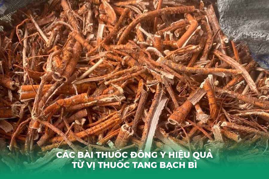 Tang bạch bì là gì? Một số tác dụng từ vị thuốc tang bạch bì đối với sức khỏe