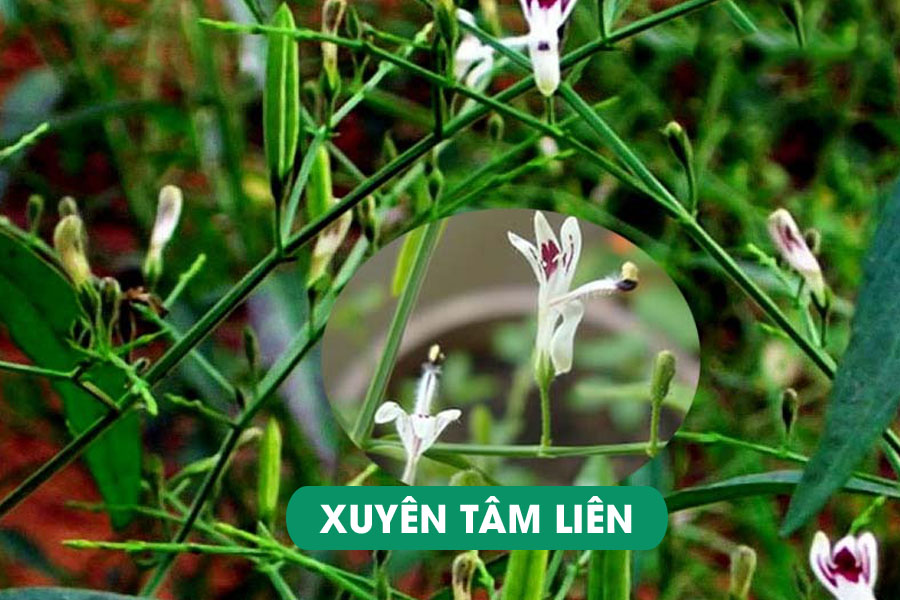 Thảo Dược Xuyên Tâm Liên