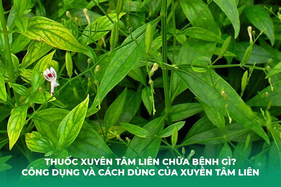 Thuốc Xuyên Tâm Liên Chữa Bệnh Gì? Công Dụng và Cách Dùng Của Xuyên Tâm Liên