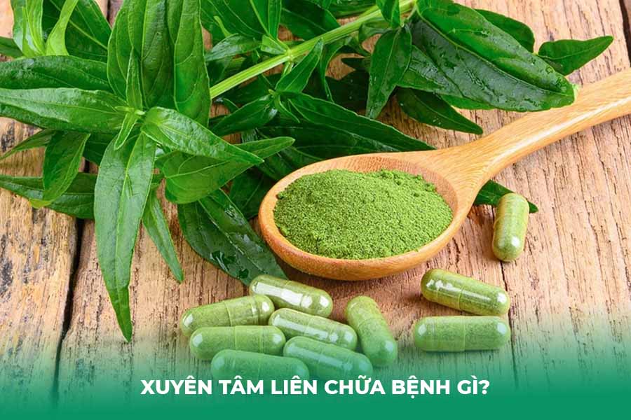 Xuyên Tâm Liên Chữa Bệnh Gì?