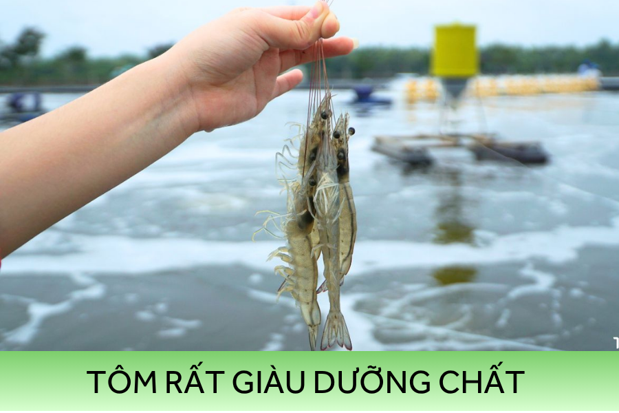 Tôm Là Thực Phẩm