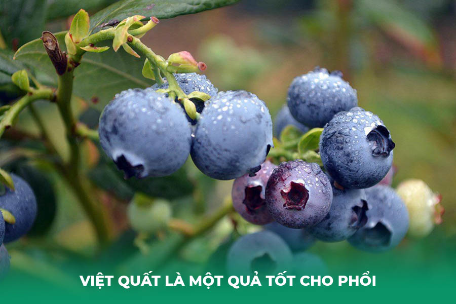 Việt quất là một trong những loại hoa quả tốt cho phổi