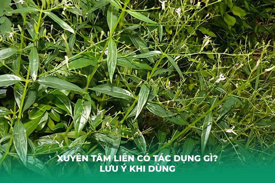 Xuyên Tâm Liên Có Tác Dụng Gì? Lưu Ý Khi Dùng