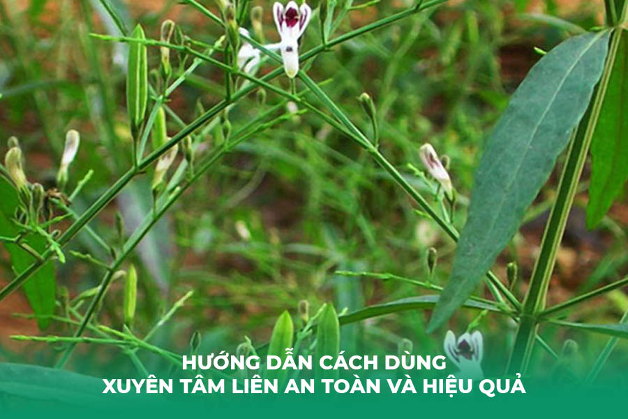 Hướng Dẫn Cách Dùng Xuyên Tâm Liên An Toàn và Hiệu Quả
