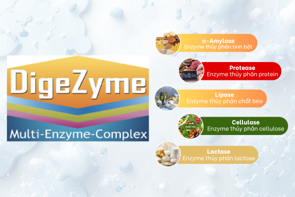 5 enzyme trong DigeZyme® hỗ trợ tiêu hoá tinh bột, đạm, béo, lactose và chất xơ như thế nào