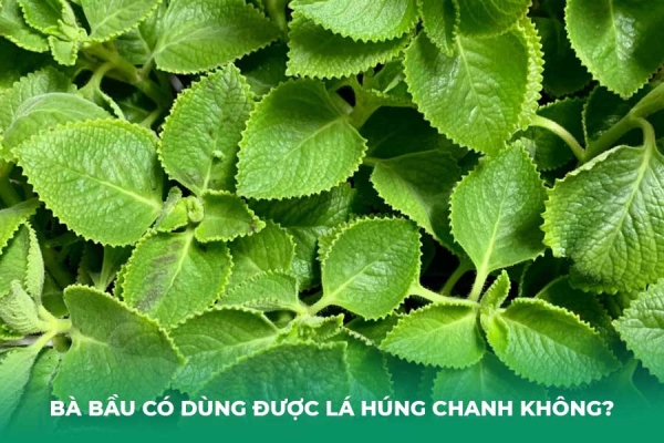 Bà Bầu Có Dùng Được Lá Húng Chanh Không Lời Khuyên An Toàn